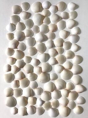 Seashells 100 Natural White Bittersweet Shells 7/8” to 1-1/2” Beach Crafts Decor